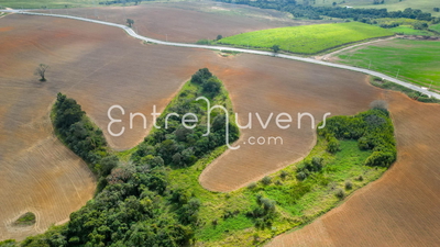Ilha Verde em Meio ao Campo Cultivado