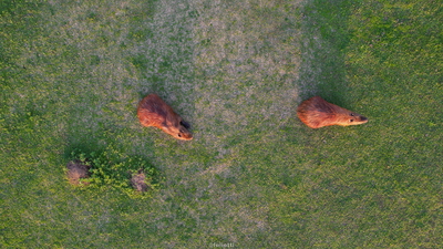 parque barigui,capivaras